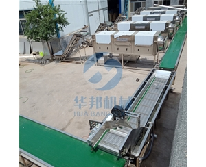 現(xiàn)場直觀 去皮核桃仁 核桃仁去皮機(jī)