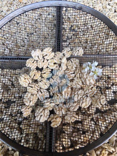 現(xiàn)貨發(fā) 核桃仁去皮機 華邦機械專利核桃仁脫皮設(shè)備